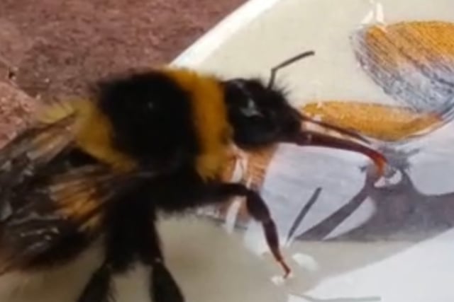 Tails from South Moor | Bee Kind by vet Lou Newman